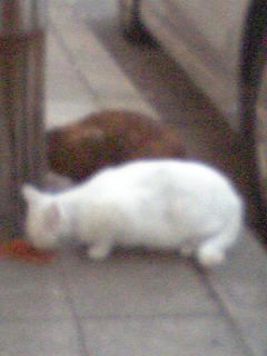 まみや