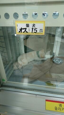 しょうこ