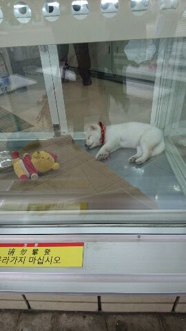 しょうこ