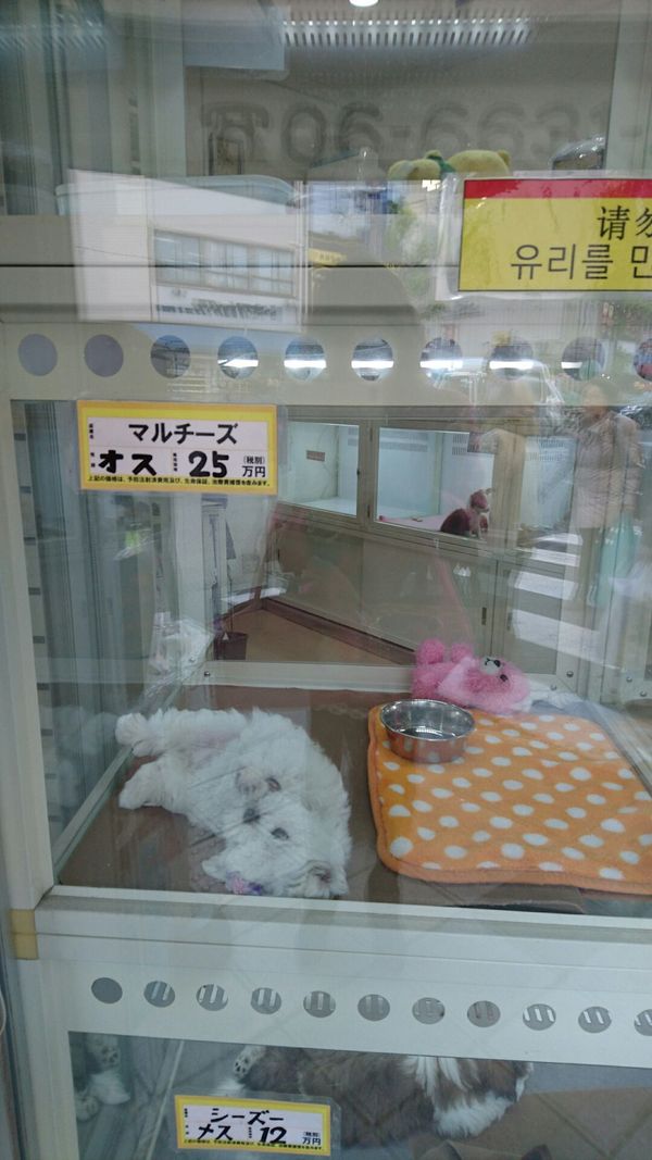 しょうこ