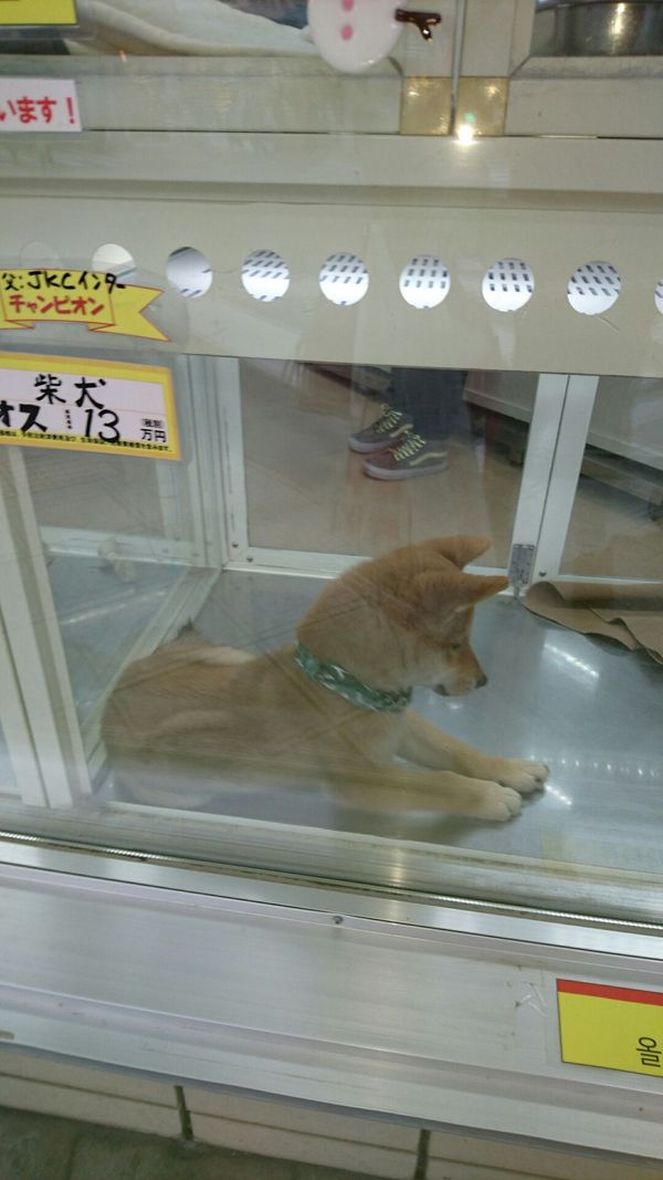 しょうこ