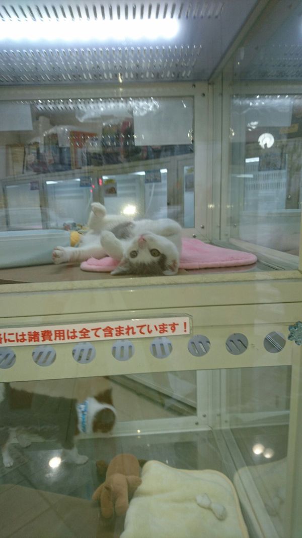 しょうこ