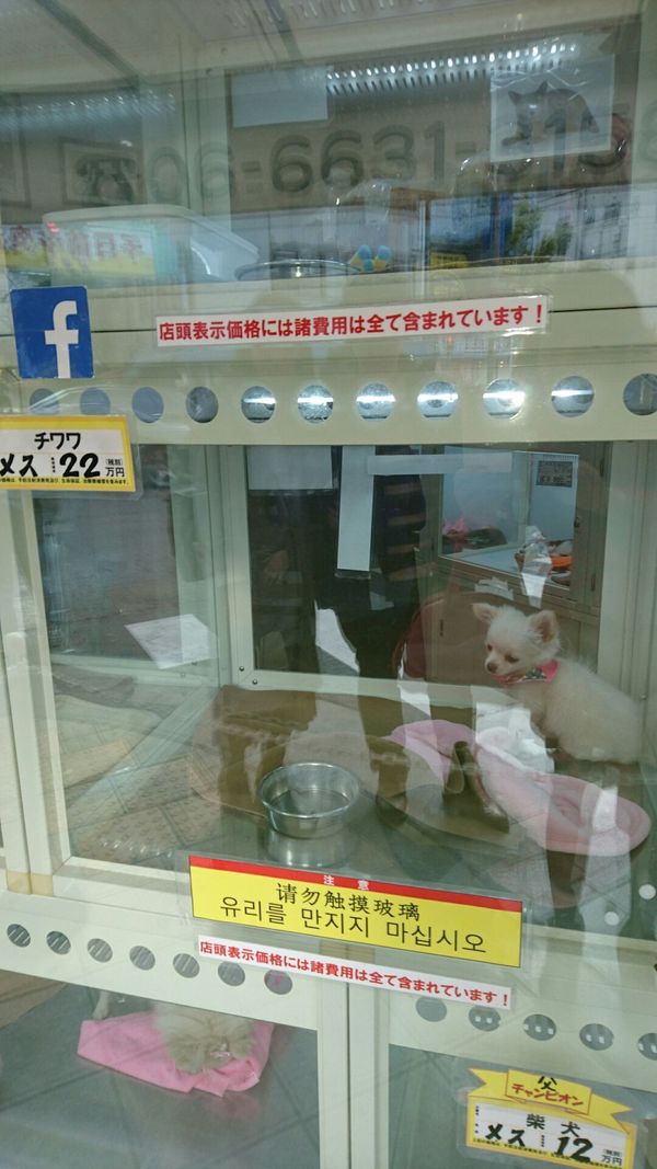 しょうこ