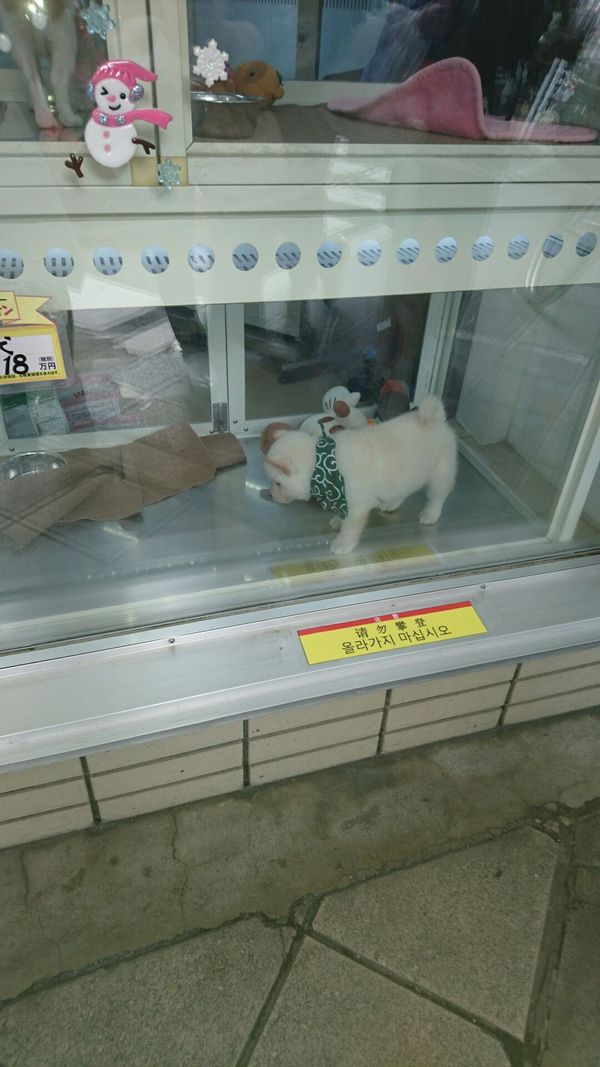 しょうこ