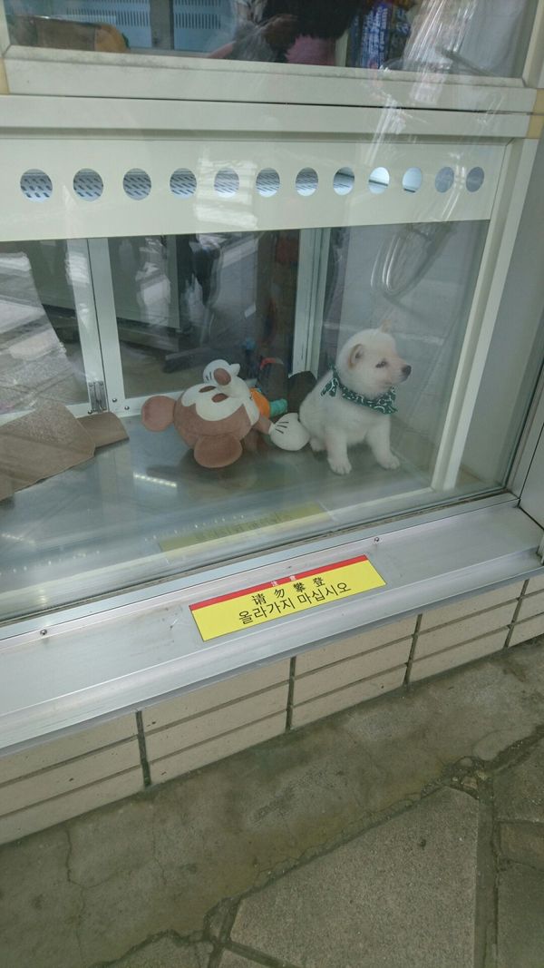 しょうこ