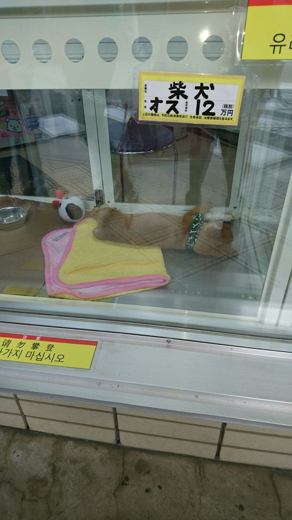 しょうこ