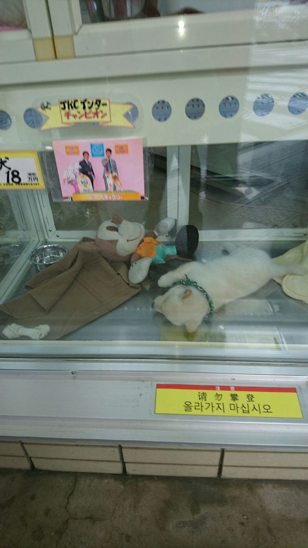 しょうこ