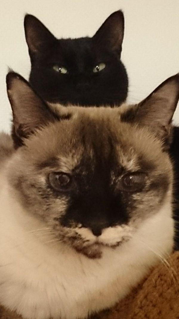 あんず