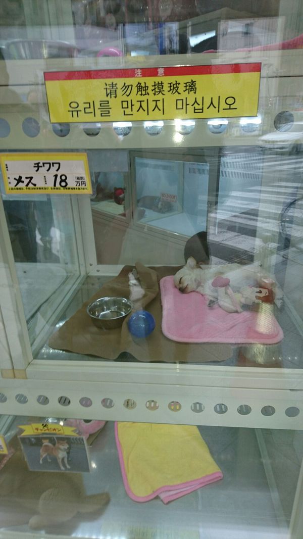 しょうこ