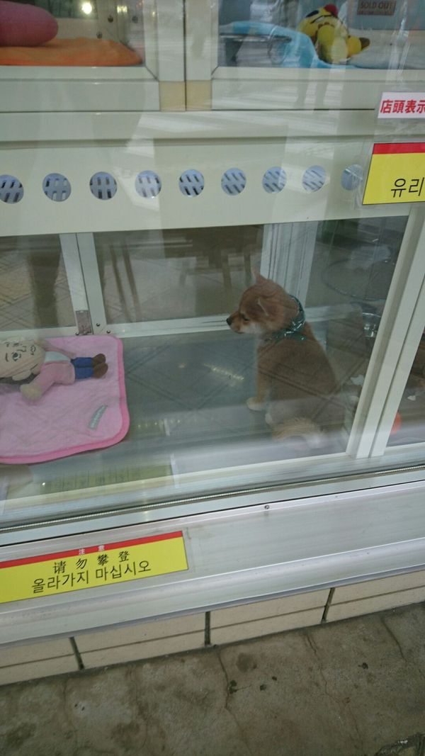 しょうこ
