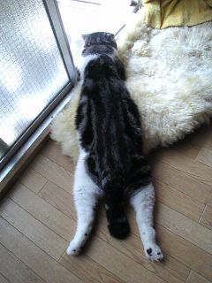まみや