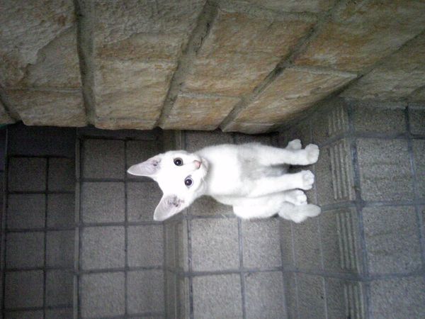 まみや