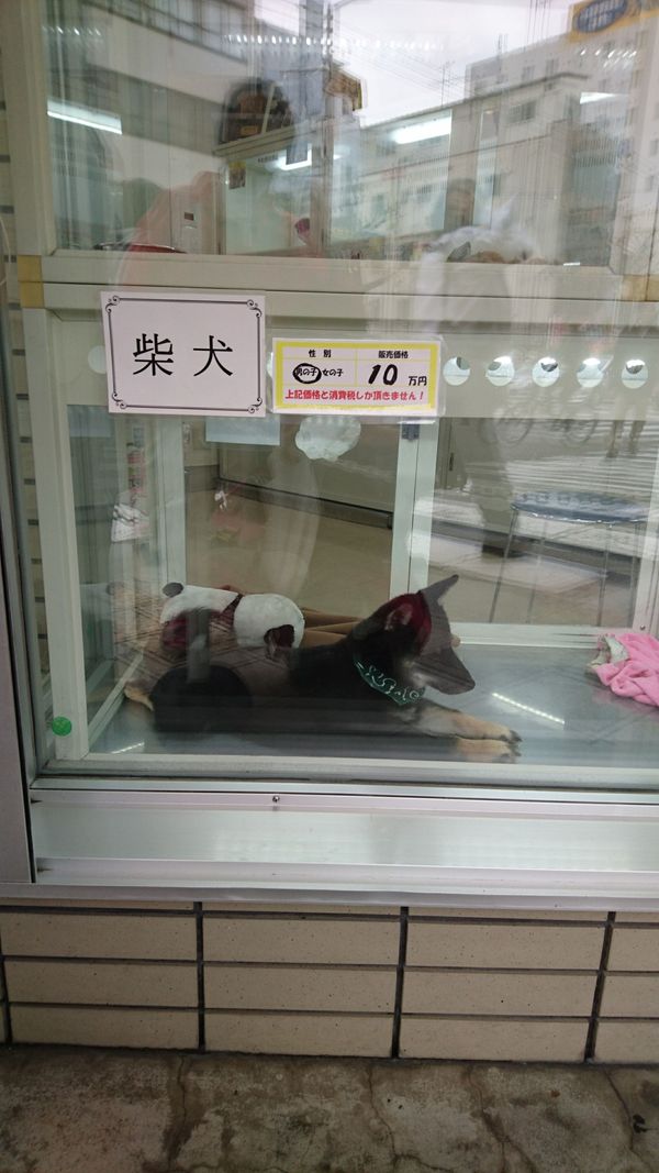 しょうこ