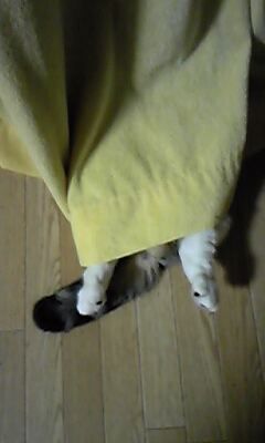 まみや
