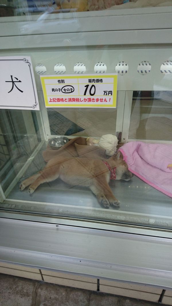 しょうこ