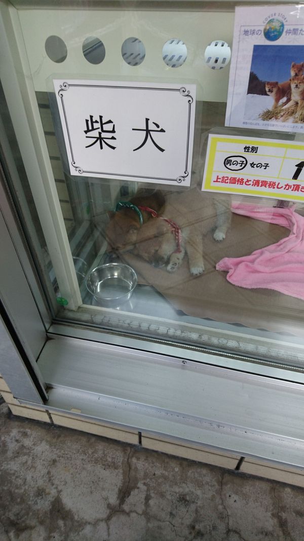 しょうこ