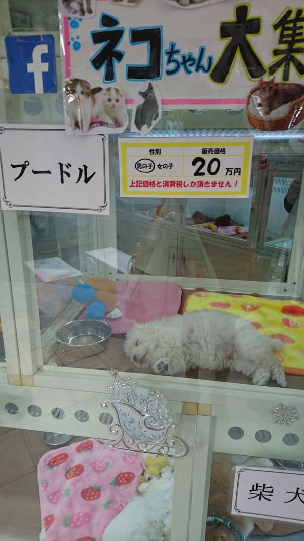 しょうこ