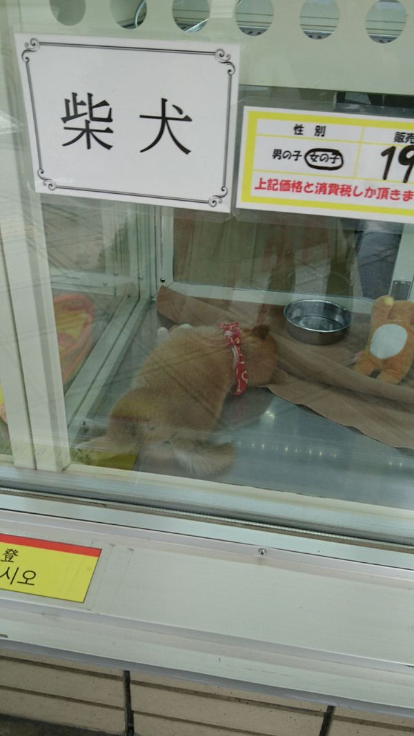 しょうこ