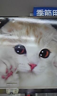 まみや