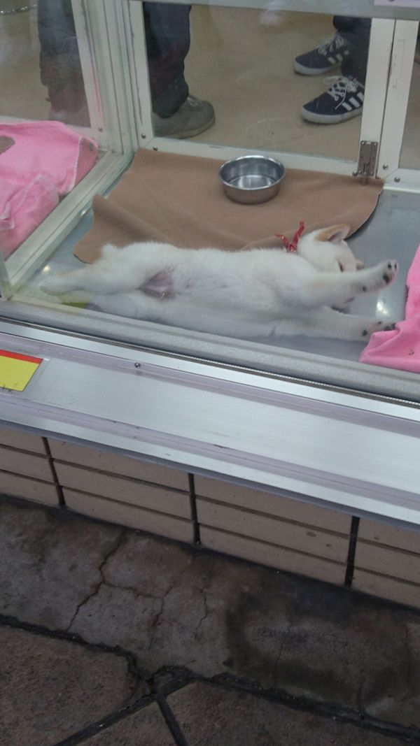 しょうこ