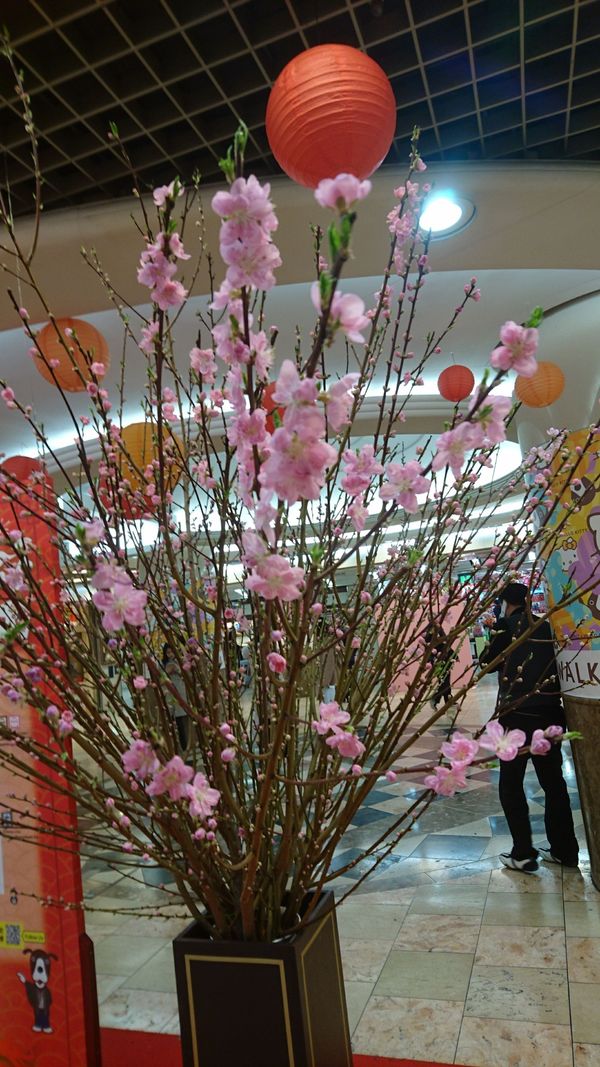 しょうこ