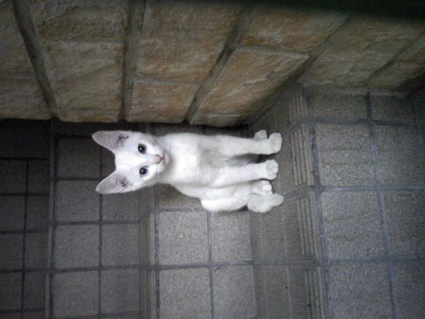 まみや