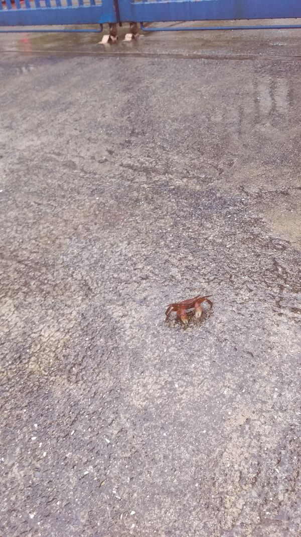 ひな