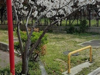 つぐみ