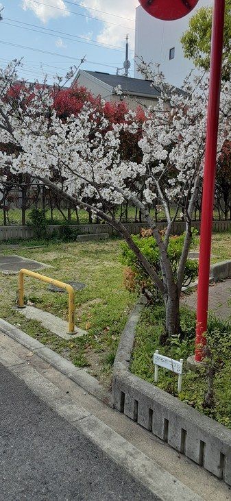 つぐみ