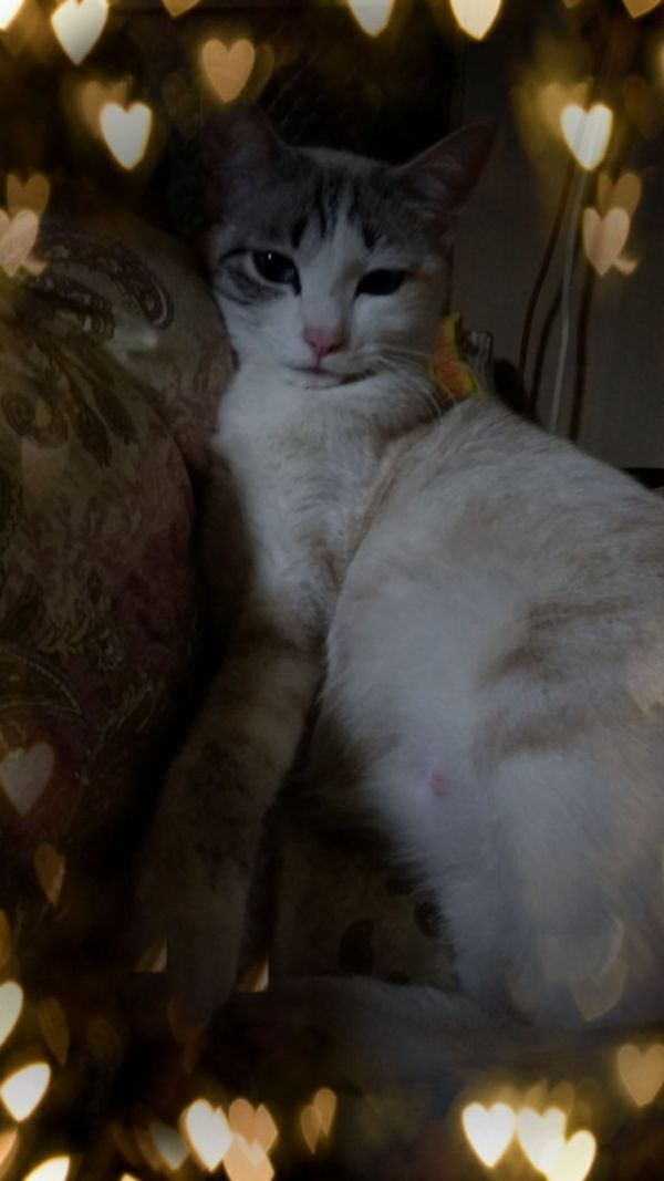 ひな