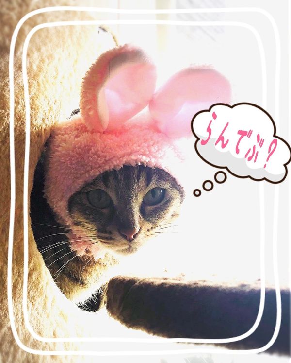 あんず