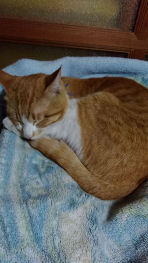 ひな
