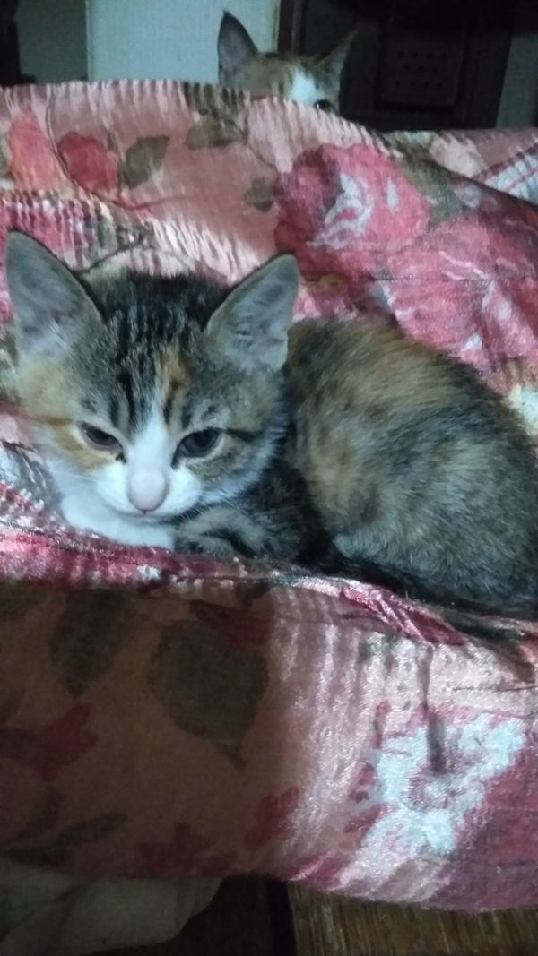 ひな