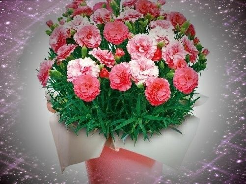 ひな