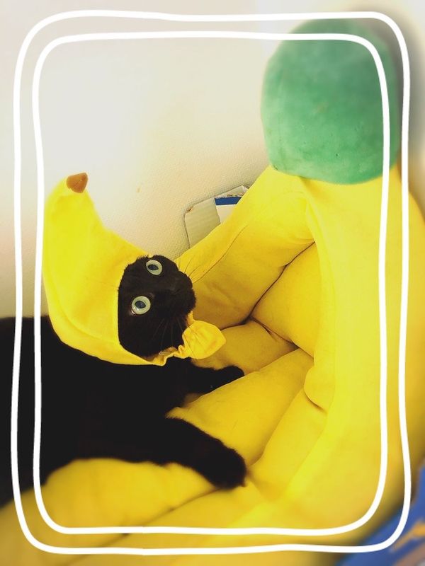 あんず