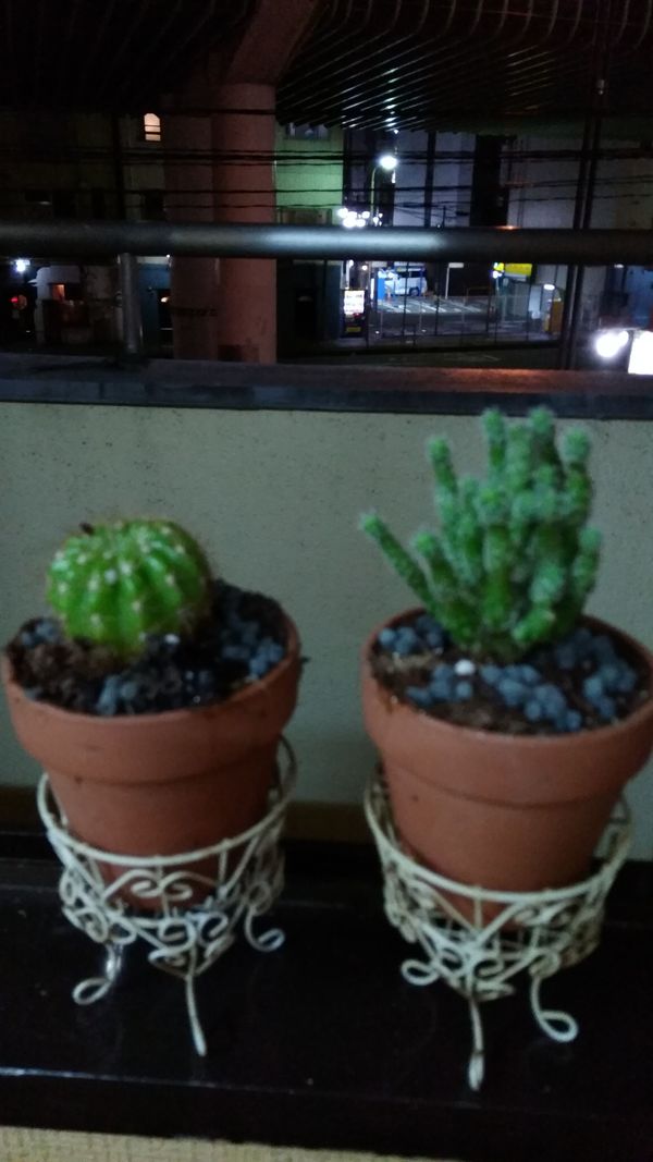 ひな