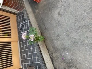 りか