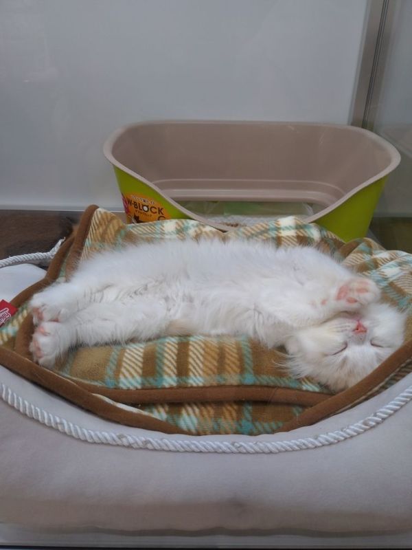 まみや