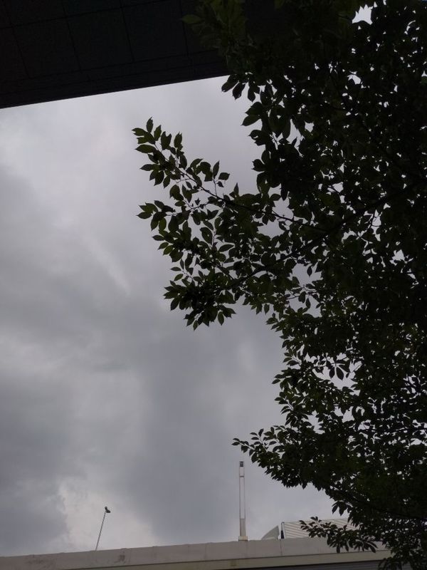 まみや