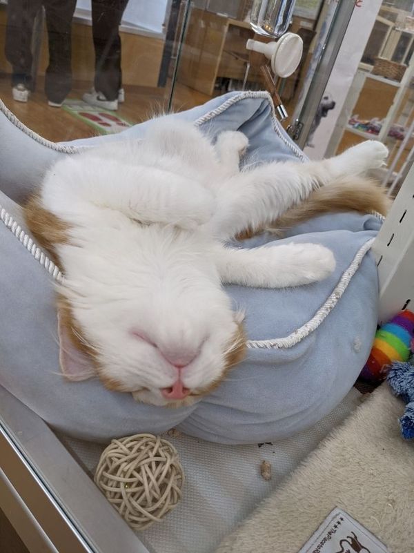まみや