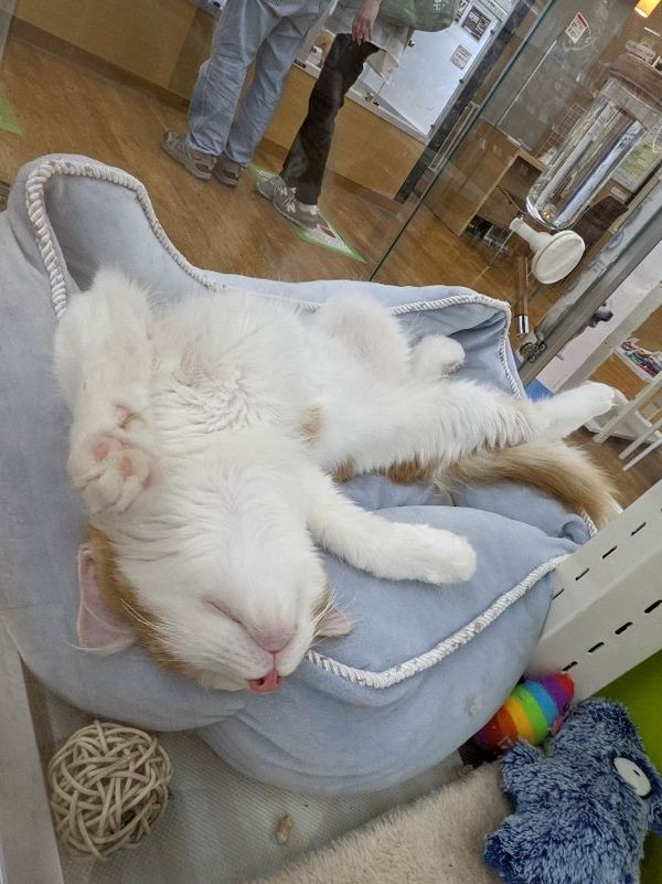 まみや