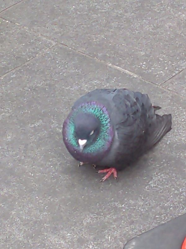 まみや