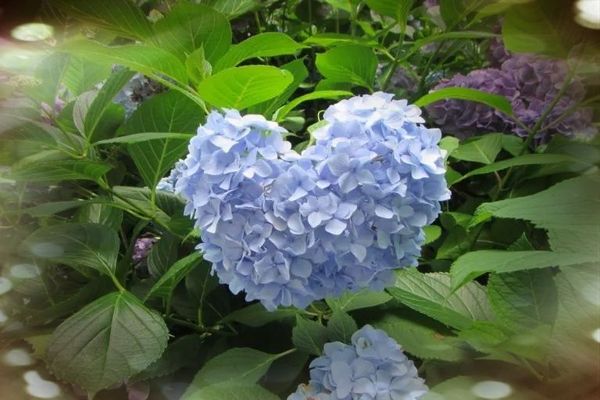 ひな