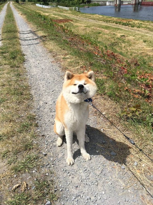 ひな