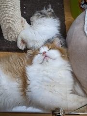 まみや