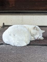 まみや