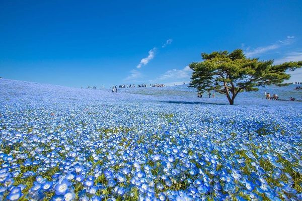 ひな