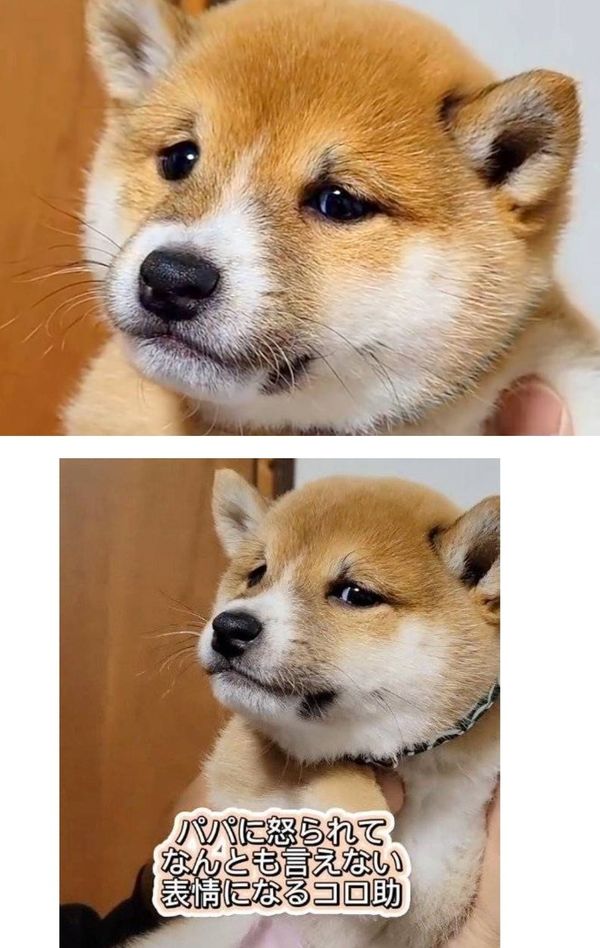ひな