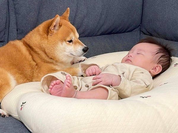 ひな