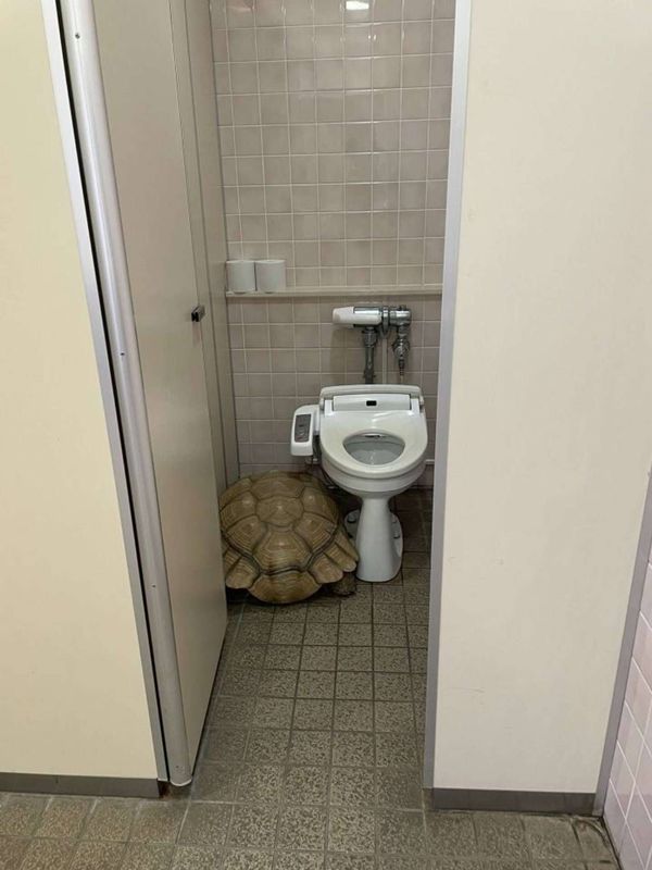 ひな